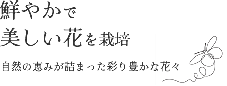 鮮やかで美しい花を栽培