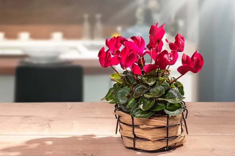 お花の特徴などがわかる写真を多数掲載