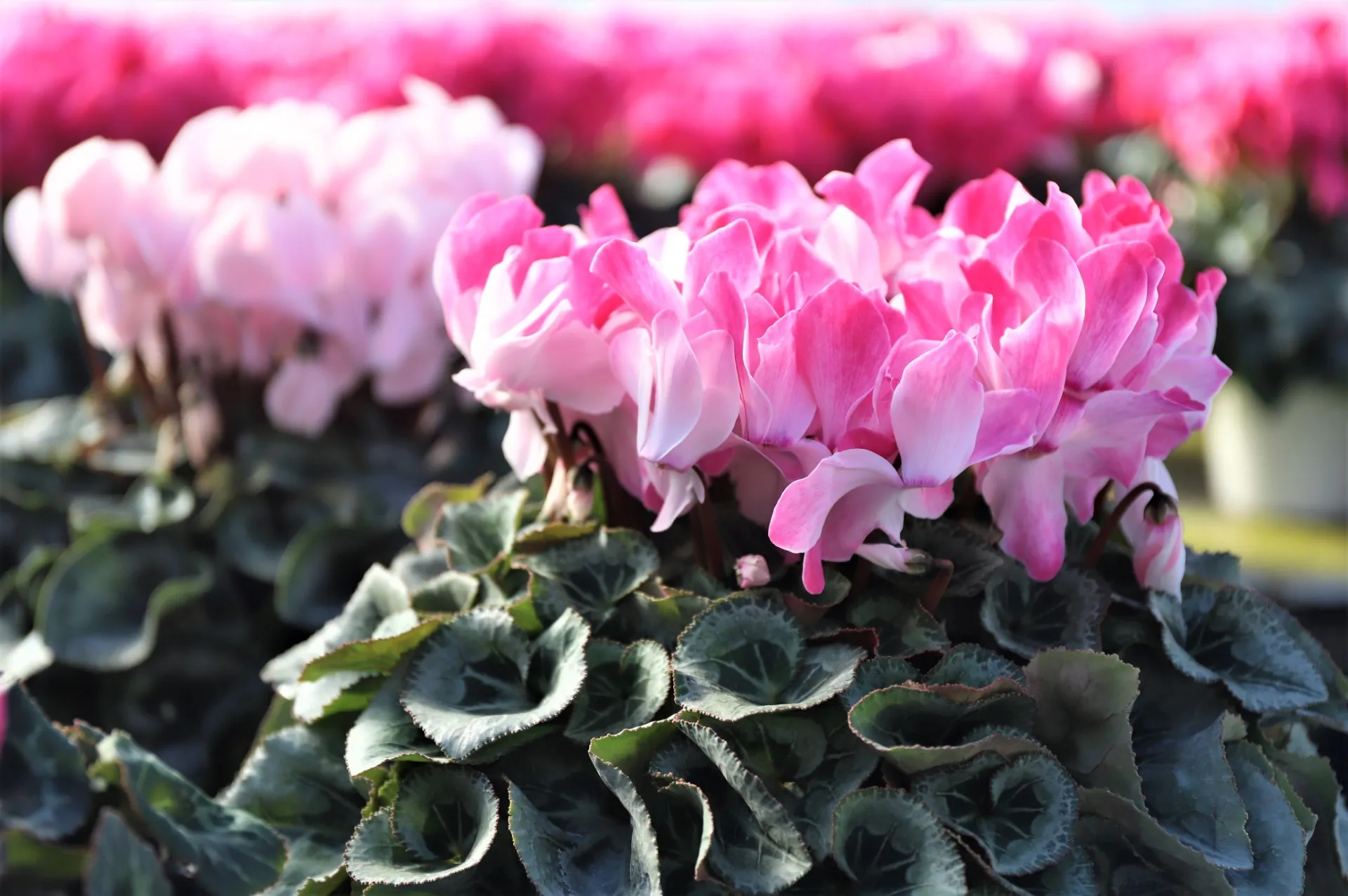 冬の花シクラメンの育て方　実は苦手な事